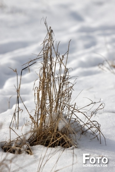 Niederbrechen im Winter