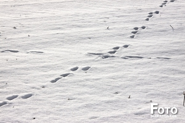 Niederbrechen im Winter