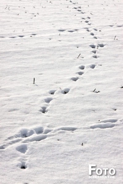 Niederbrechen im Winter