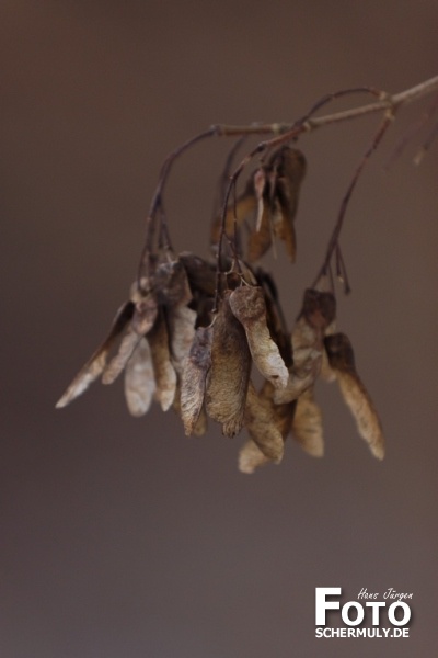 Niederbrechen im Winter