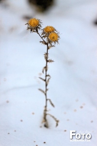 Niederbrechen im Winter