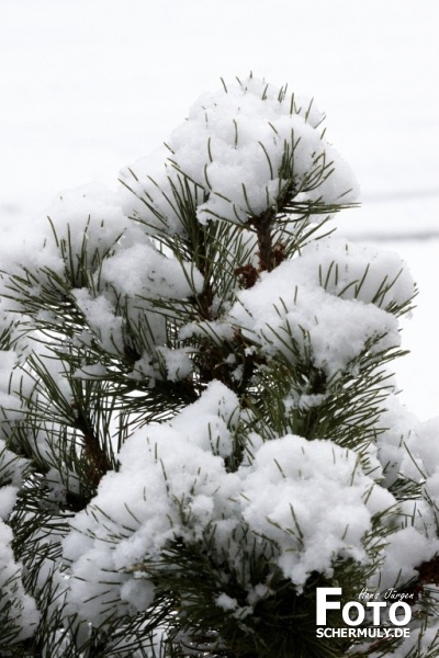 Niederbrechen im Winter