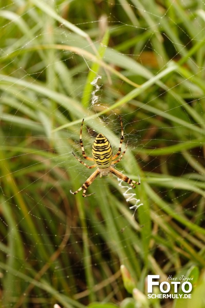 Zebraspinne