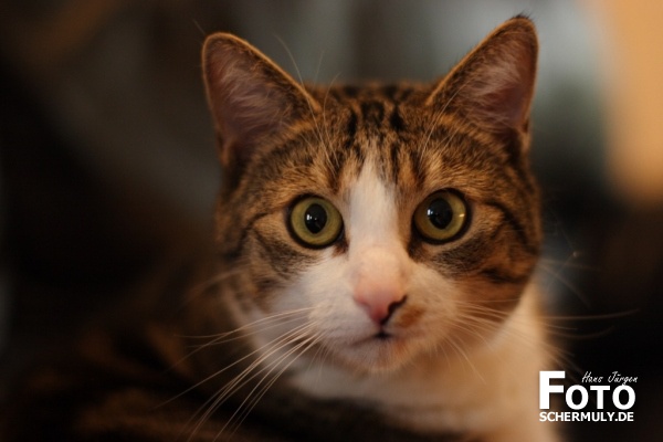 Katze
