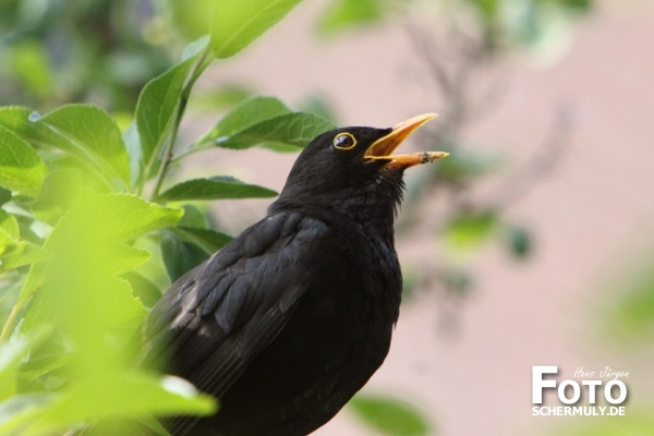 Amsel
