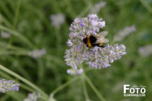 Blumen im Garten