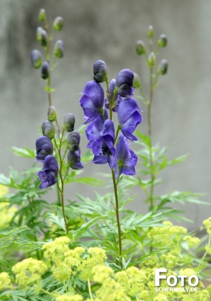 Blumen im Garten